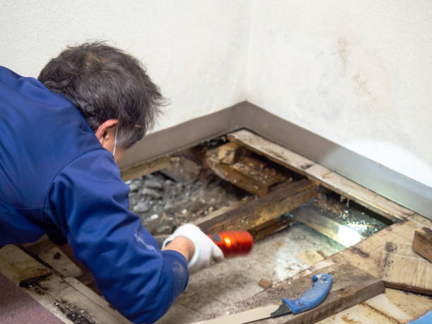 Best Crawl Space Mold Remediation in Kelso, WA