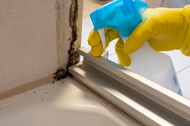 Best Bathroom Mold Remediation in Kelso, WA